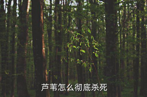  蘆葦怎么徹底殺死