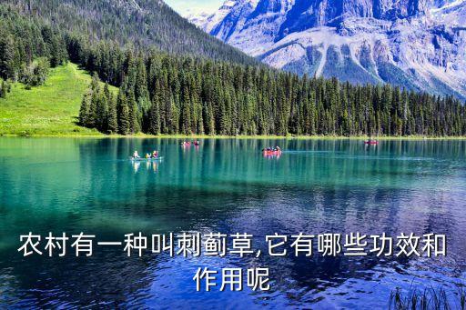 什么農(nóng)藥藥刺菜,什么菜不打農(nóng)藥不用激素