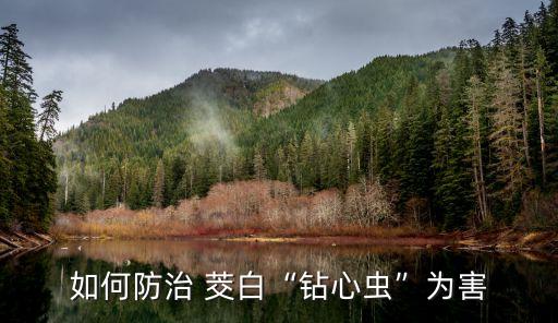 如何防治 茭白“鉆心蟲(chóng)”為害