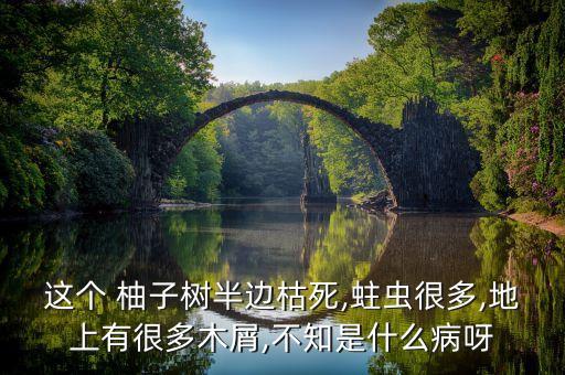 這個 柚子樹半邊枯死,蛀蟲很多,地上有很多木屑,不知是什么病呀