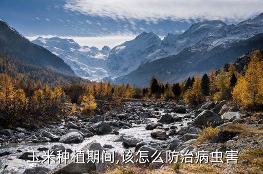玉米病害用什么農藥,什么農藥能殺死玉米苗