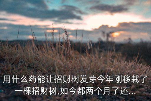 用什么藥能讓招財樹發芽今年剛移栽了一棵招財樹,如今都兩個月了還...