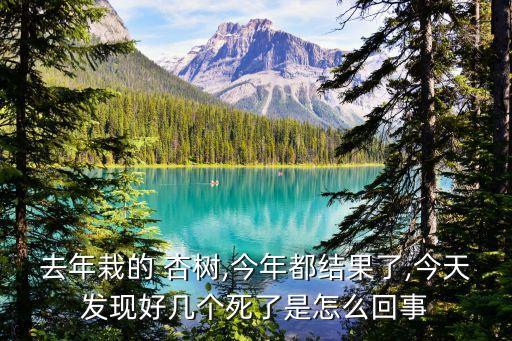 去年栽的 杏樹,今年都結果了,今天發現好幾個死了是怎么回事