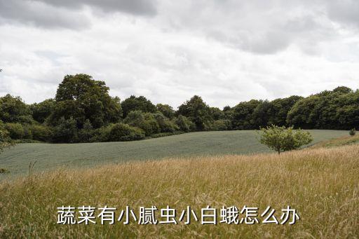 煙粉虱用什么農藥,什么是煙粉虱