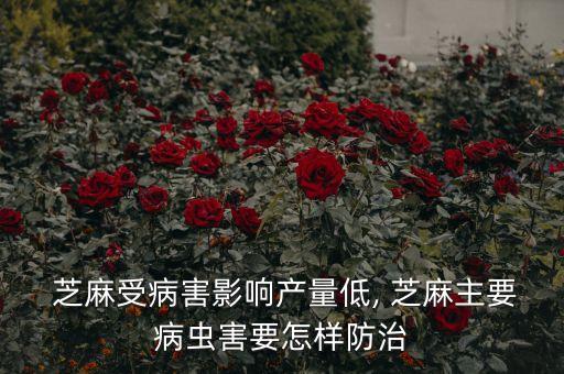 芝麻受病害影響產(chǎn)量低, 芝麻主要病蟲害要怎樣防治