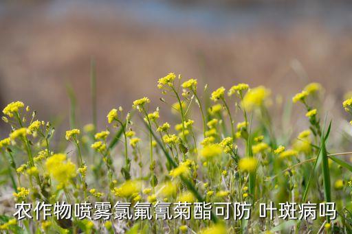 防治葉斑病用什么農(nóng)藥,葉斑病有什么癥狀?如何防治?
