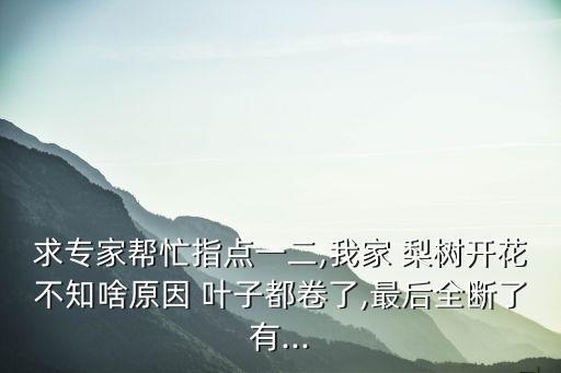 求專家?guī)兔χ更c(diǎn)一二,我家 梨樹開花不知啥原因 葉子都卷了,最后全斷了有...