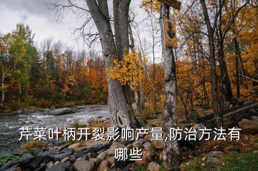  芹菜葉柄開裂影響產量,防治方法有哪些