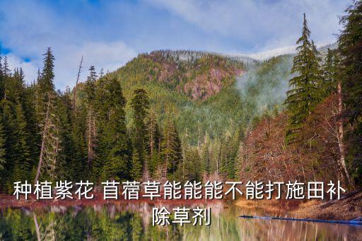 ,苜蓿需要噴農藥嗎為什么