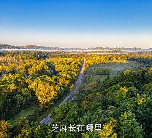 芝麻根腐病用什么農藥,什么農藥治根腐病