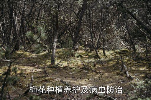 梅花 用什么農藥 藥害,梅花打什么農藥