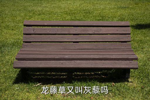 龍藤草又叫灰藜嗎