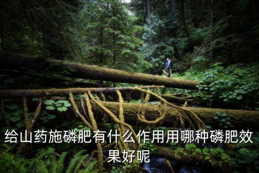 給山藥施磷肥有什么作用用哪種磷肥效果好呢
