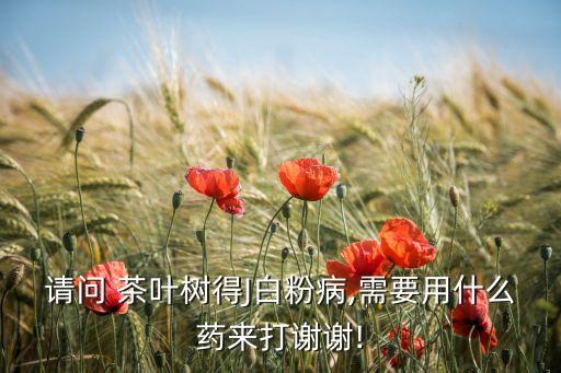 請問 茶葉樹得J白粉病,需要用什么藥來打謝謝!
