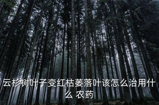 云杉樹葉子變紅枯萎落葉該怎么治用什么 農藥