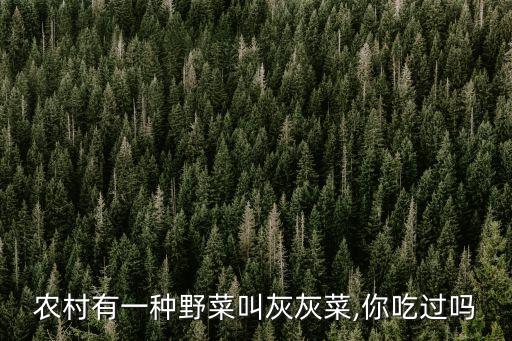 農村有一種野菜叫灰灰菜,你吃過嗎