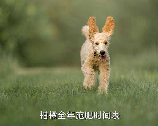  柑橘全年施肥時間表