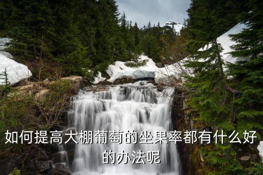 如何提高大棚葡萄的坐果率都有什么好的辦法呢