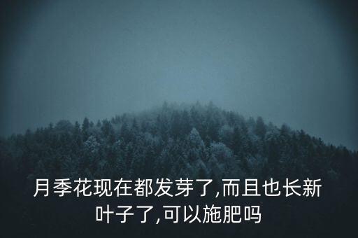月季長葉子噴什么農藥,月季葉子越來越小什么原因