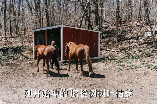 3月臍橙樹打什么農藥,臍橙樹冬肥什么肥好