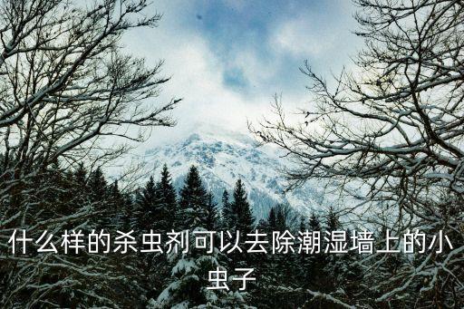 什么樣的殺蟲劑可以去除潮濕墻上的小蟲子