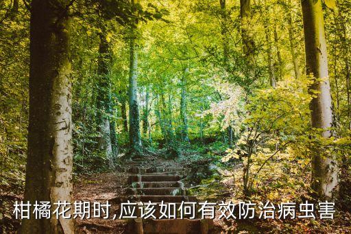 金桔開花可以噴灑什么農藥