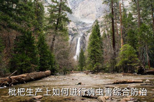  枇杷生產(chǎn)上如何進(jìn)行病蟲(chóng)害綜合防治