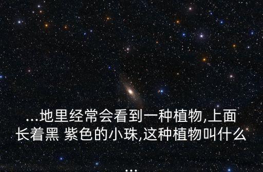 ...地里經(jīng)常會看到一種植物,上面長著黑 紫色的小珠,這種植物叫什么...