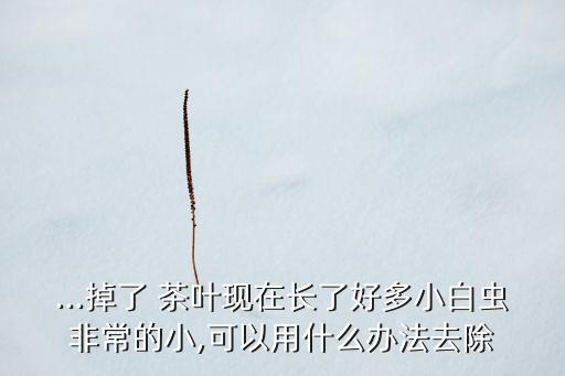茶葉上的蟲用什么農藥,茶葉現在打什么農藥最好