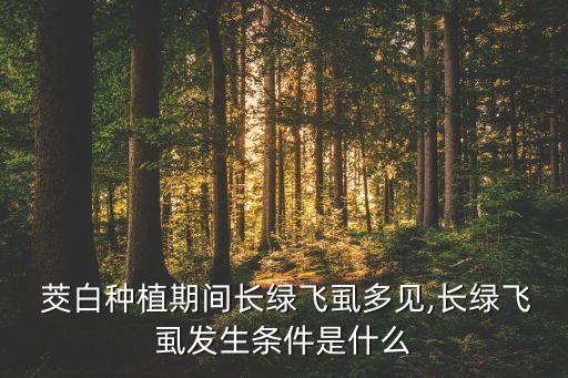  茭白種植期間長綠飛虱多見,長綠飛虱發(fā)生條件是什么