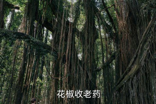  花椒收老藥