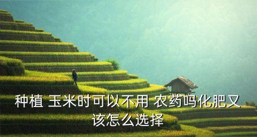 玉米后期用什么農藥,什么農藥不燒玉米種呢