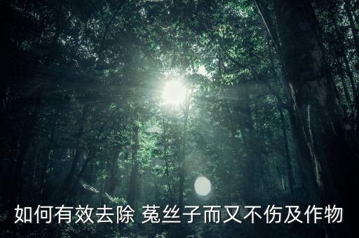 如何有效去除 菟絲子而又不傷及作物