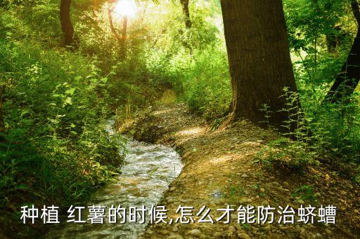 ,種紅薯用什么農(nóng)藥可以殺蟲