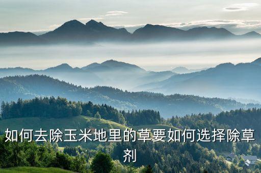 如何去除玉米地里的草要如何選擇除草劑