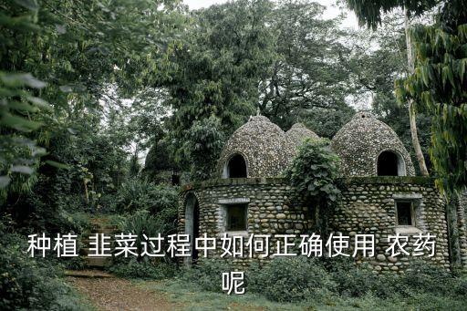種植 韭菜過程中如何正確使用 農藥呢