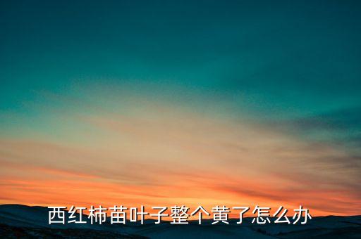 西紅柿苗葉子整個黃了怎么辦