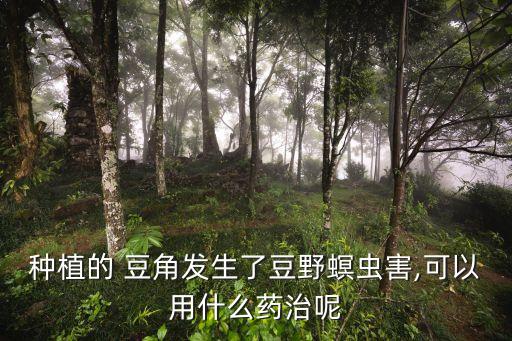 豆角有蟲用什么農藥殺,豆角主要打什么農藥