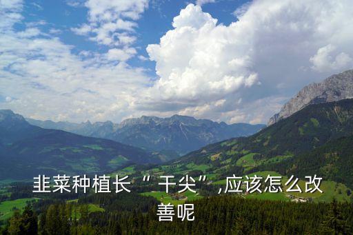  韭菜種植長“ 干尖”,應(yīng)該怎么改善呢