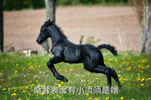  桑葚表面有小須須是啥