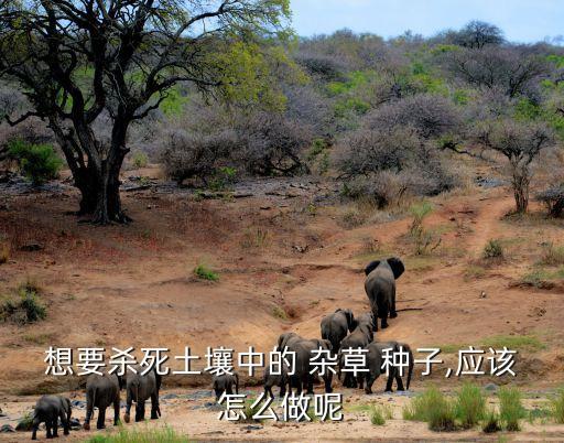 雜草種子用什么農(nóng)藥好,春季雜草用什么農(nóng)藥效果好