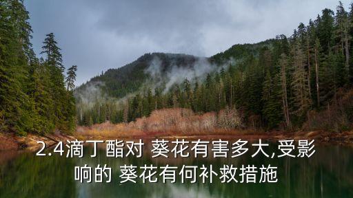 2.4滴丁酯對 葵花有害多大,受影響的 葵花有何補救措施
