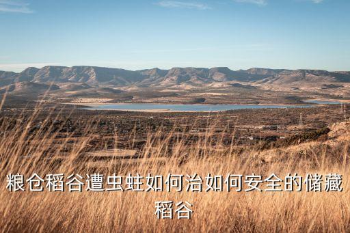 糧倉稻谷遭蟲蛀如何治如何安全的儲藏稻谷