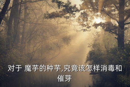 對于 魔芋的種芋,究竟該怎樣消毒和催芽