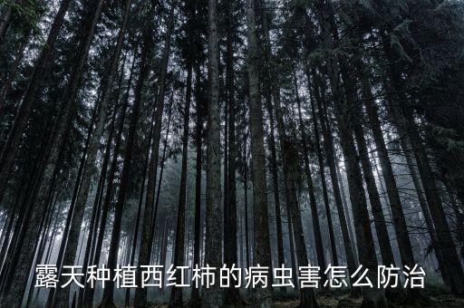 露天種植西紅柿的病蟲害怎么防治