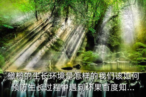  橄欖的生長環境是怎樣的我們該如何預防生長過程中遇到壞果百度知...