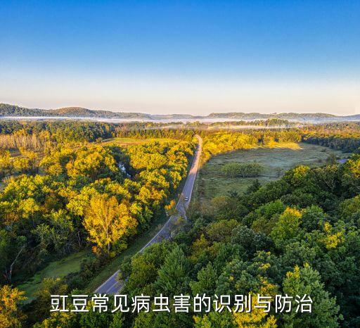 豇豆腐根病用什么農藥