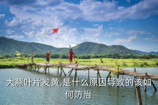 蒜苗葉黃用什么農(nóng)藥,蒜苗變黃是因為什么