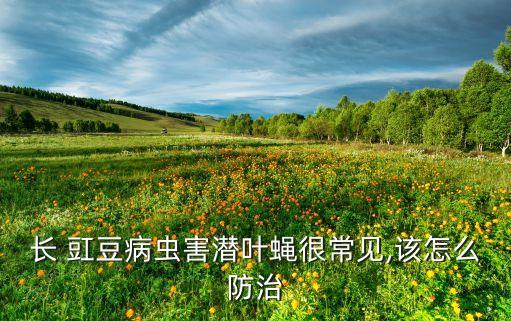 長 豇豆病蟲害潛葉蠅很常見,該怎么防治
