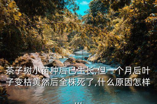 茶子樹小苗種后已生長,但一個月后葉子變枯黃然后全株死了,什么原因怎樣...